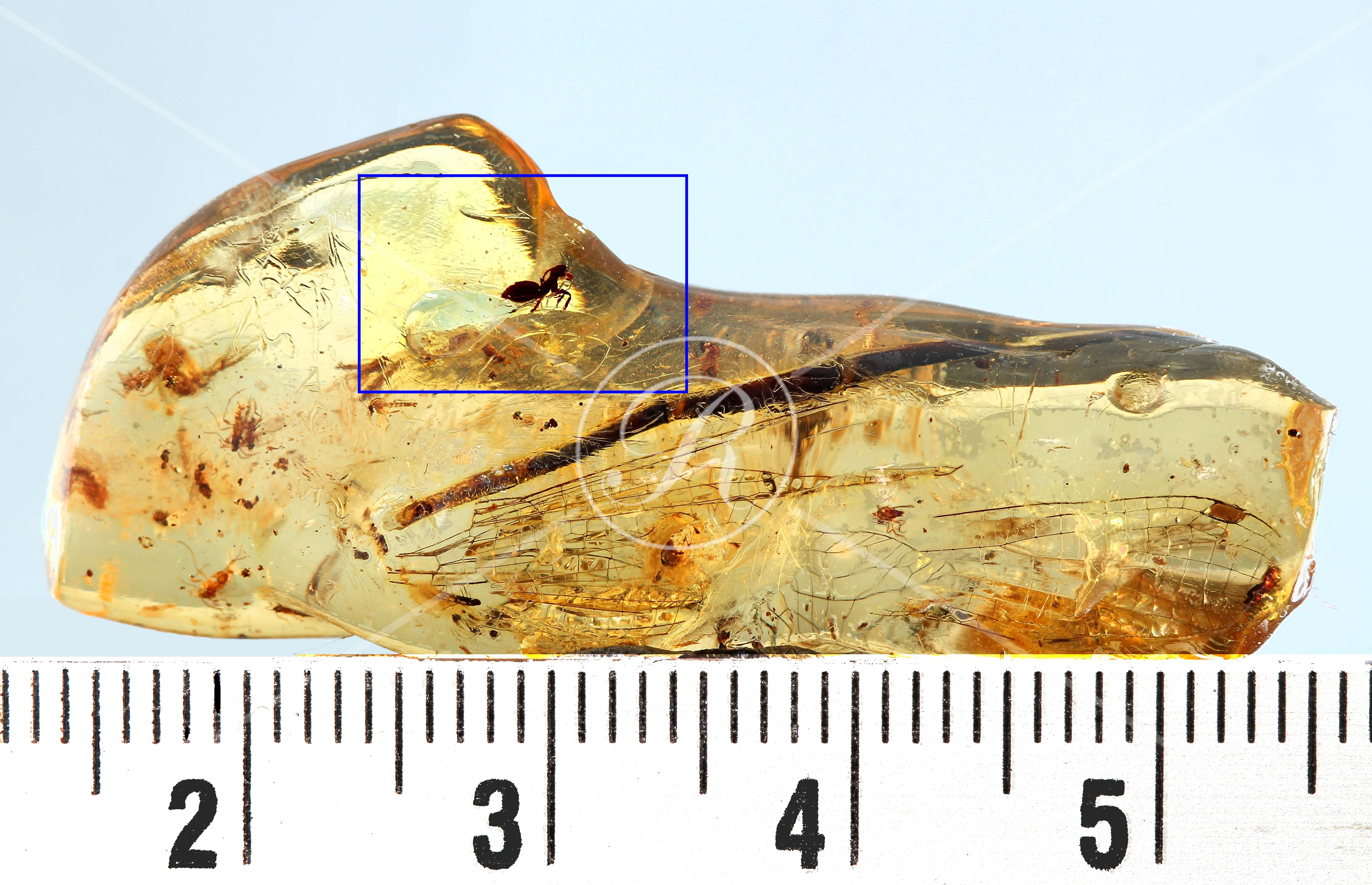 Watermark_232_N87éch .jpg